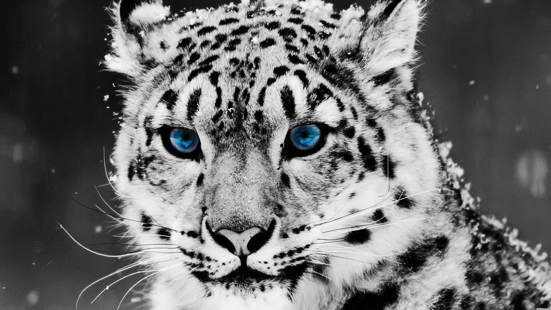 Blue Eyed Snow Leopard Wallpaper