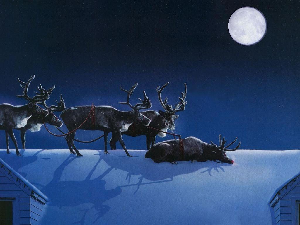 Sleeping On The Job Reindeer Animals Wallpaper Image