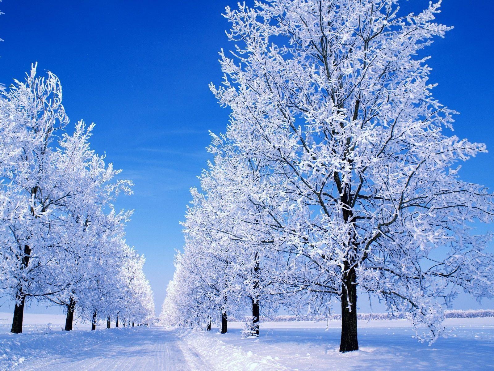 Great Winter Snowy Scene desktop wallpaper and