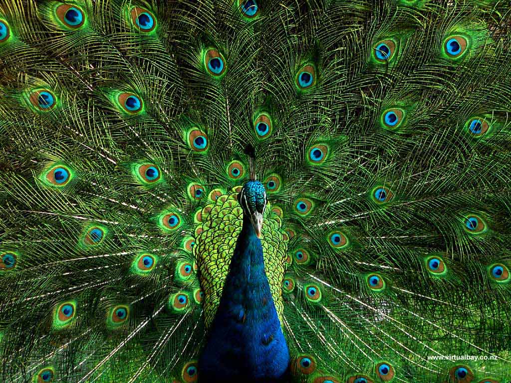 Peacock Desktop Wallpapers Wallpaper Cave HD Wallpapers Download Free Images Wallpaper [wallpaper981.blogspot.com]