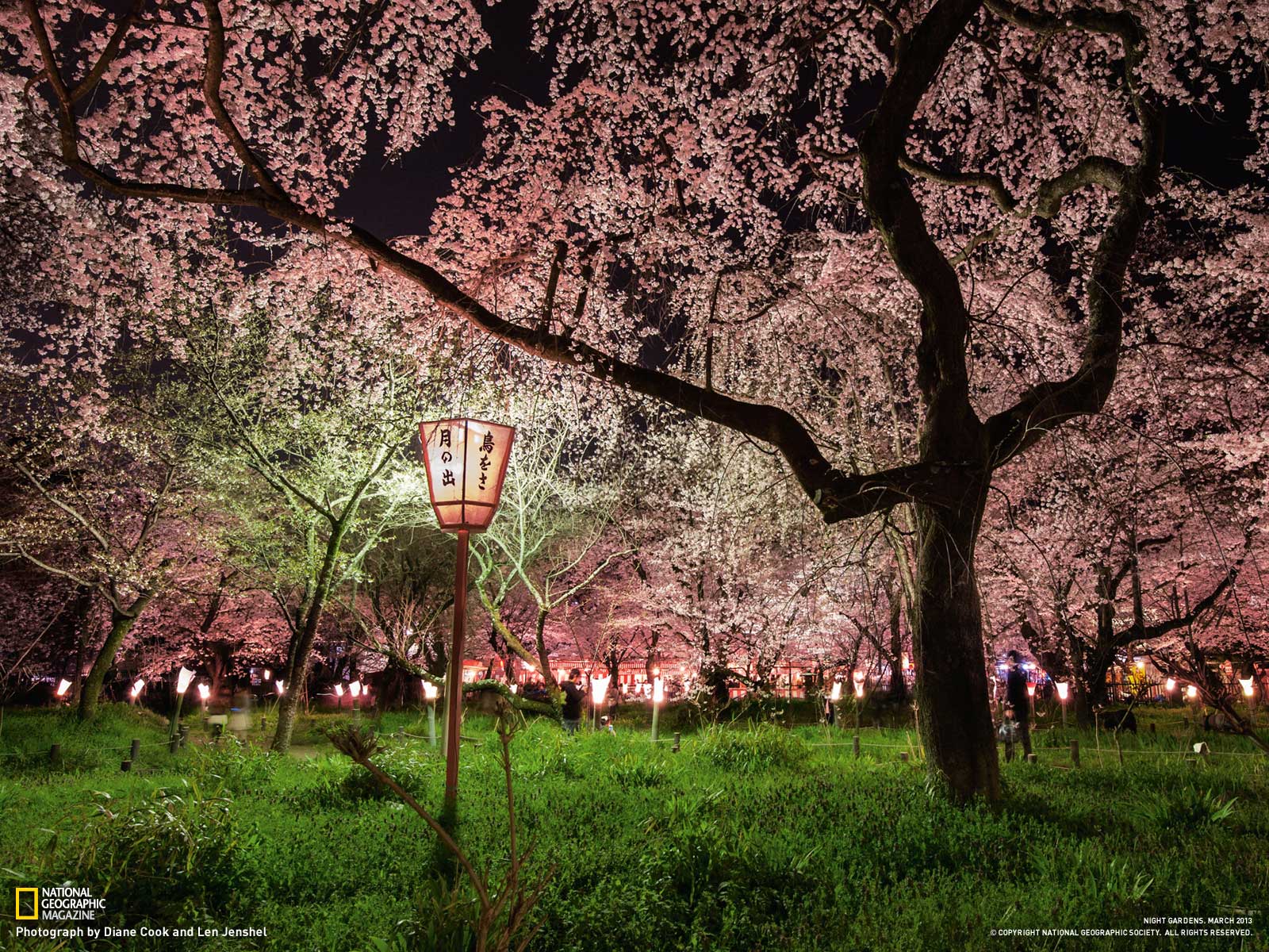 Cherry Blossom Picture - Garden Wallpaper - National Geographic