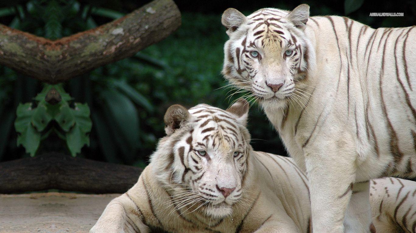 Wallpaper For > White Bengal Tiger With Blue Eyes Wallpaper