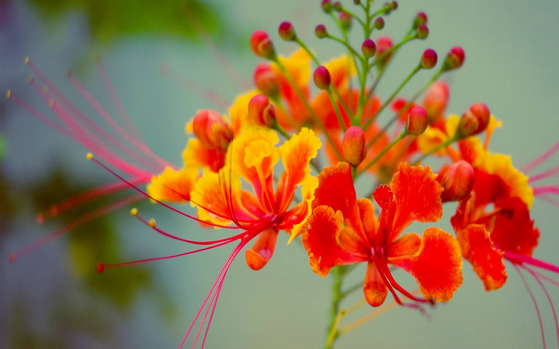 Bright Exotic Orange Flower Desktop Wallpaper