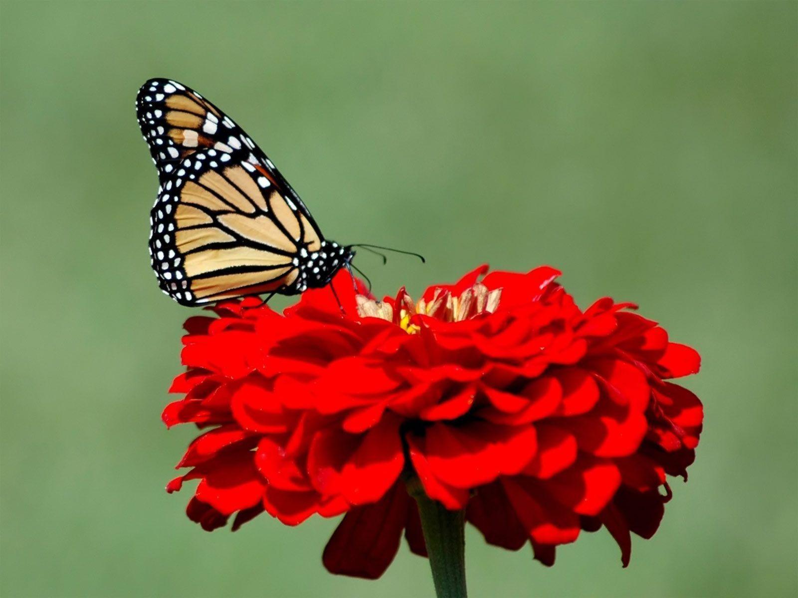 Desktop Wallpaper · Gallery · Animals · Monarch butterfly photo