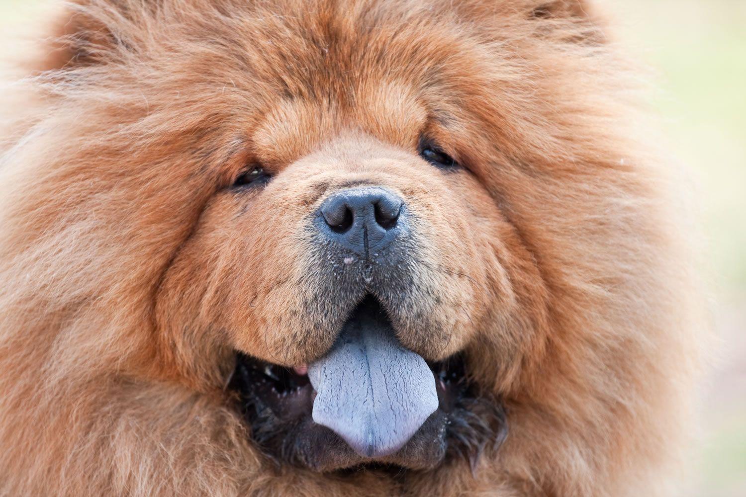 Chow Chow Blue Tongue Wallpaper Background