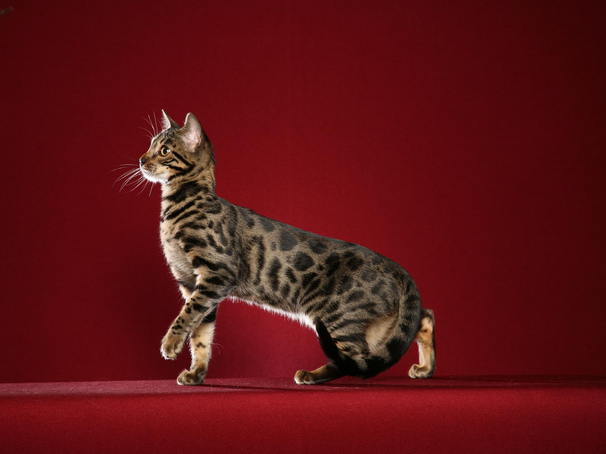 Bengal Cats Wallpaper. Daily inspiration art photo, picture