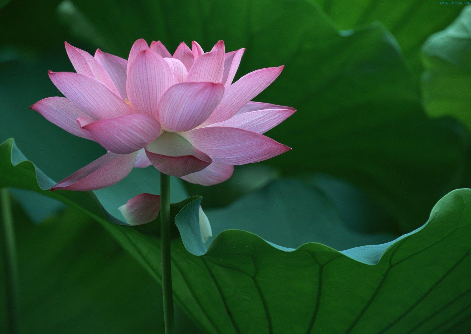 Cute Pink Lotus Flower Wallpaper for Computer HD Download