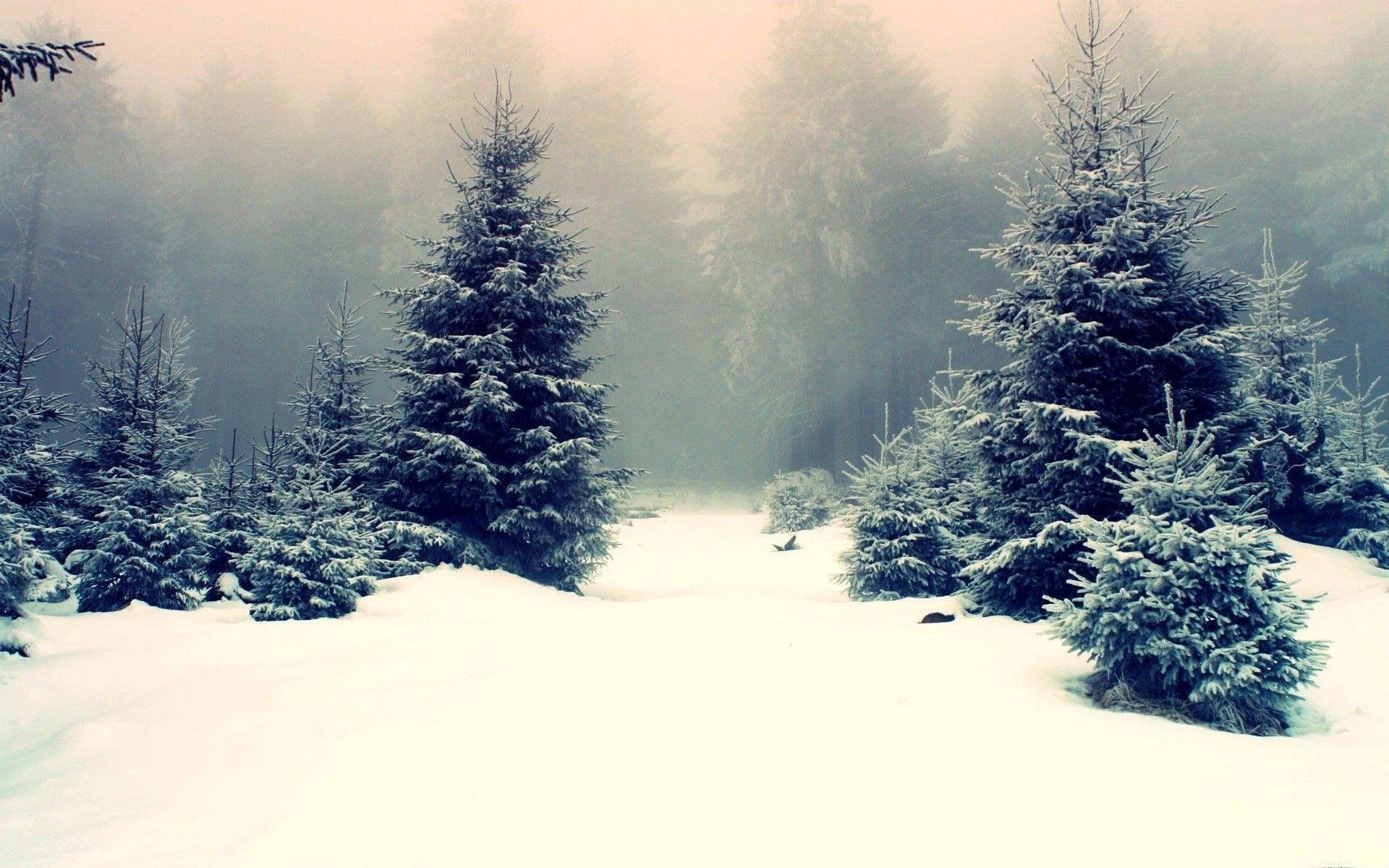 Wallpaper For > Snowy Forest Background