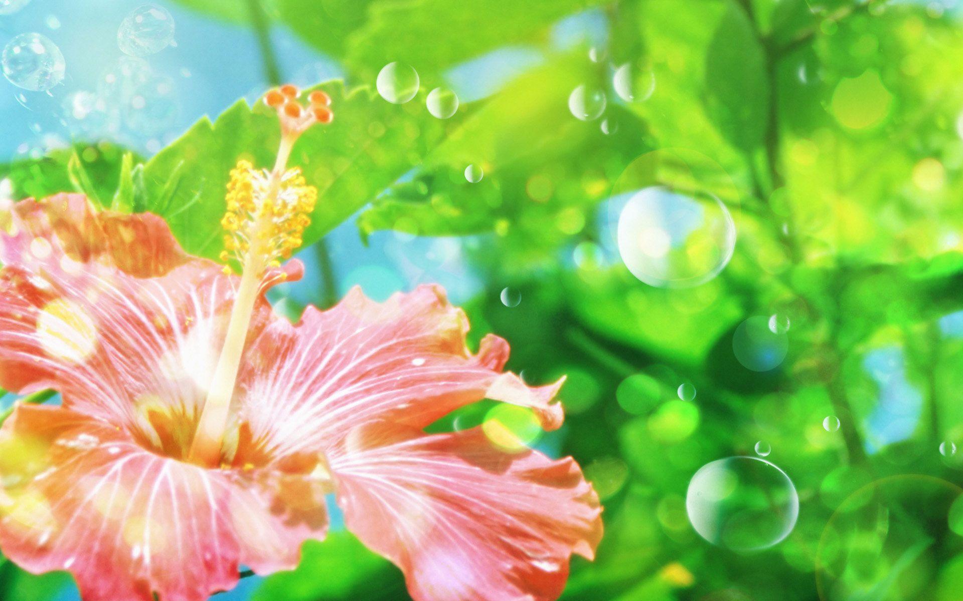 Hawaii Flower Background 16307 Full HD Wallpaper Desktop