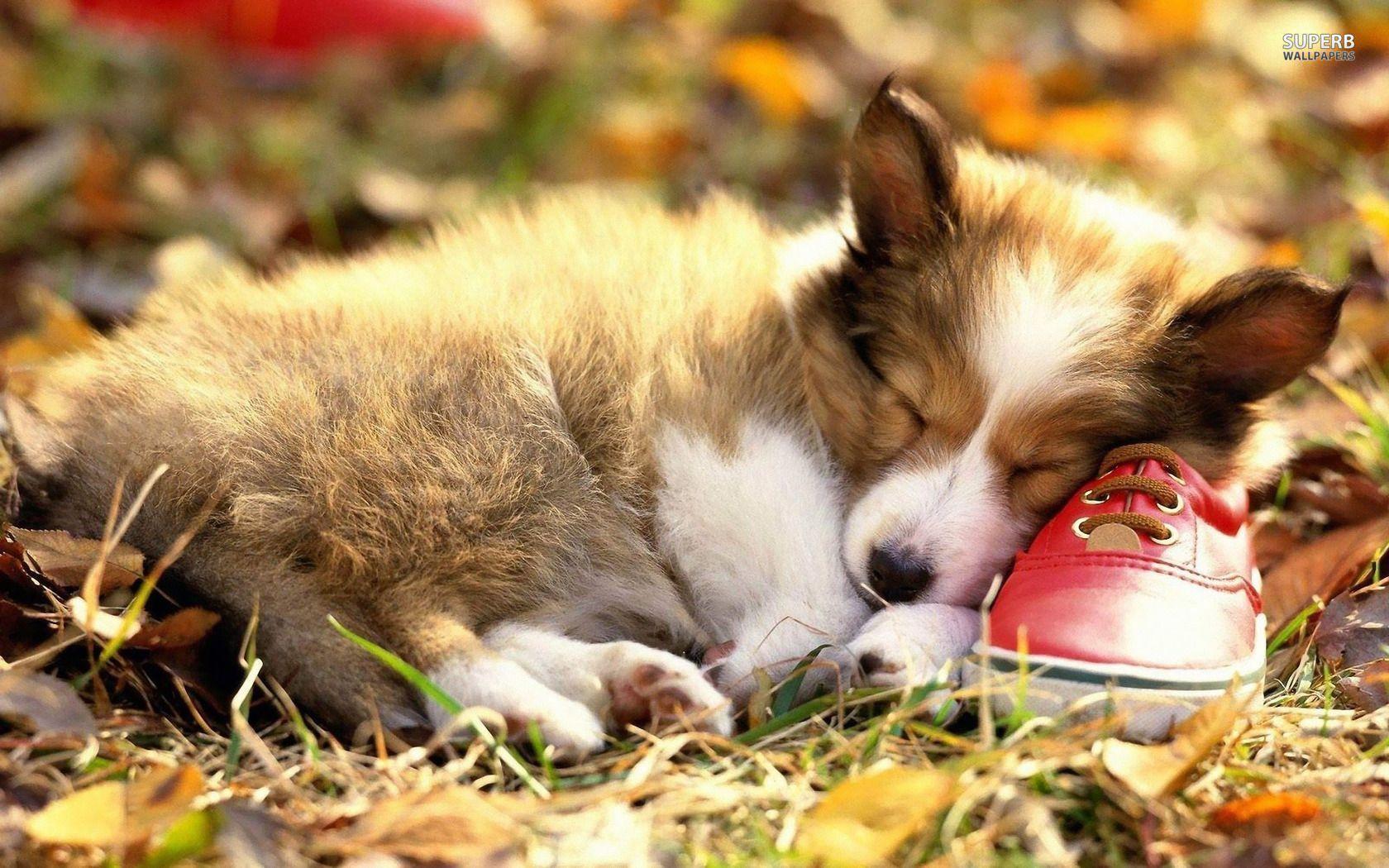 Pembroke Welsh Corgi puppy sleeping on a red shoe Wallpaper