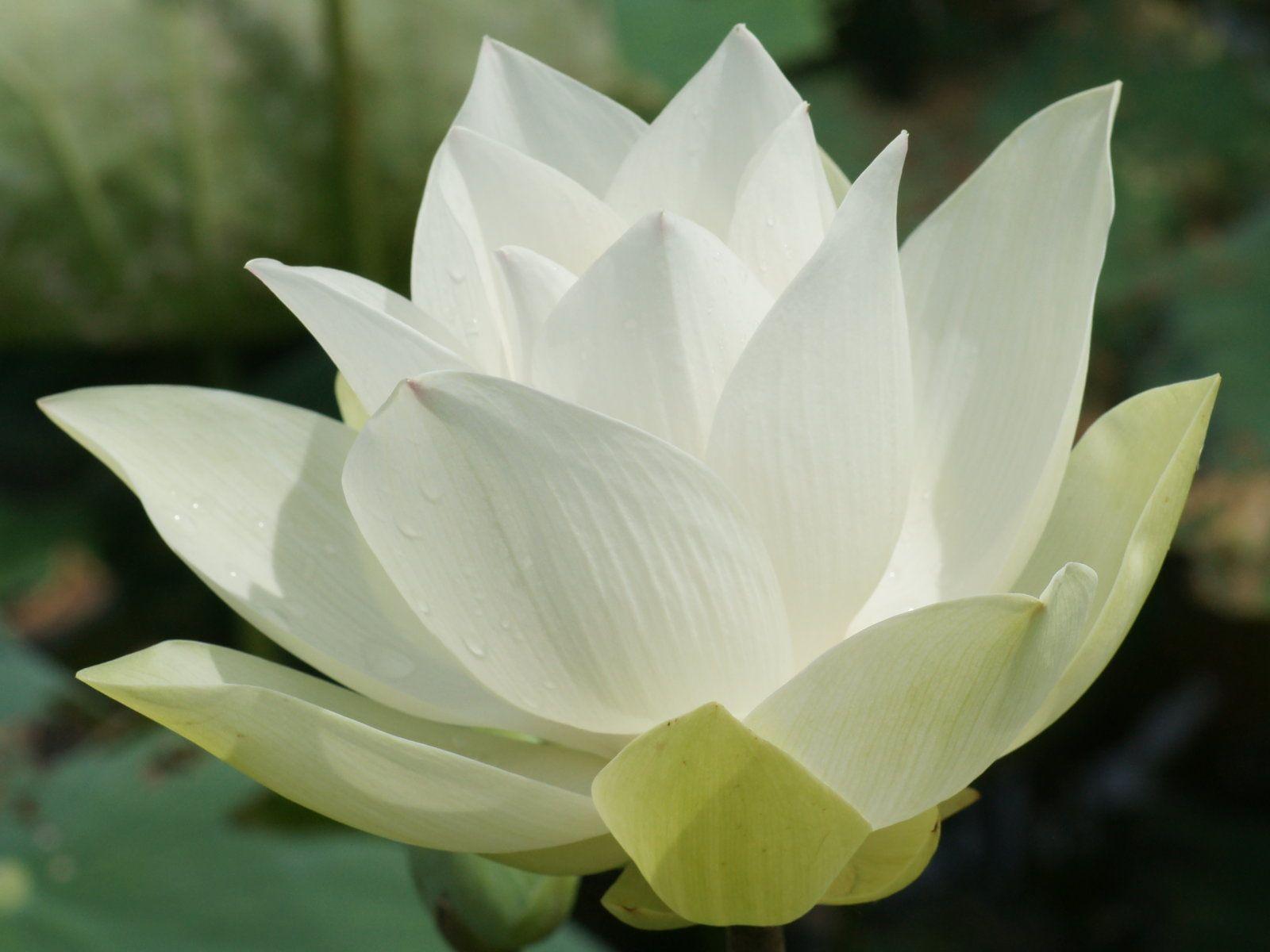 Flowers For > White Lotus Flower Wallpaper