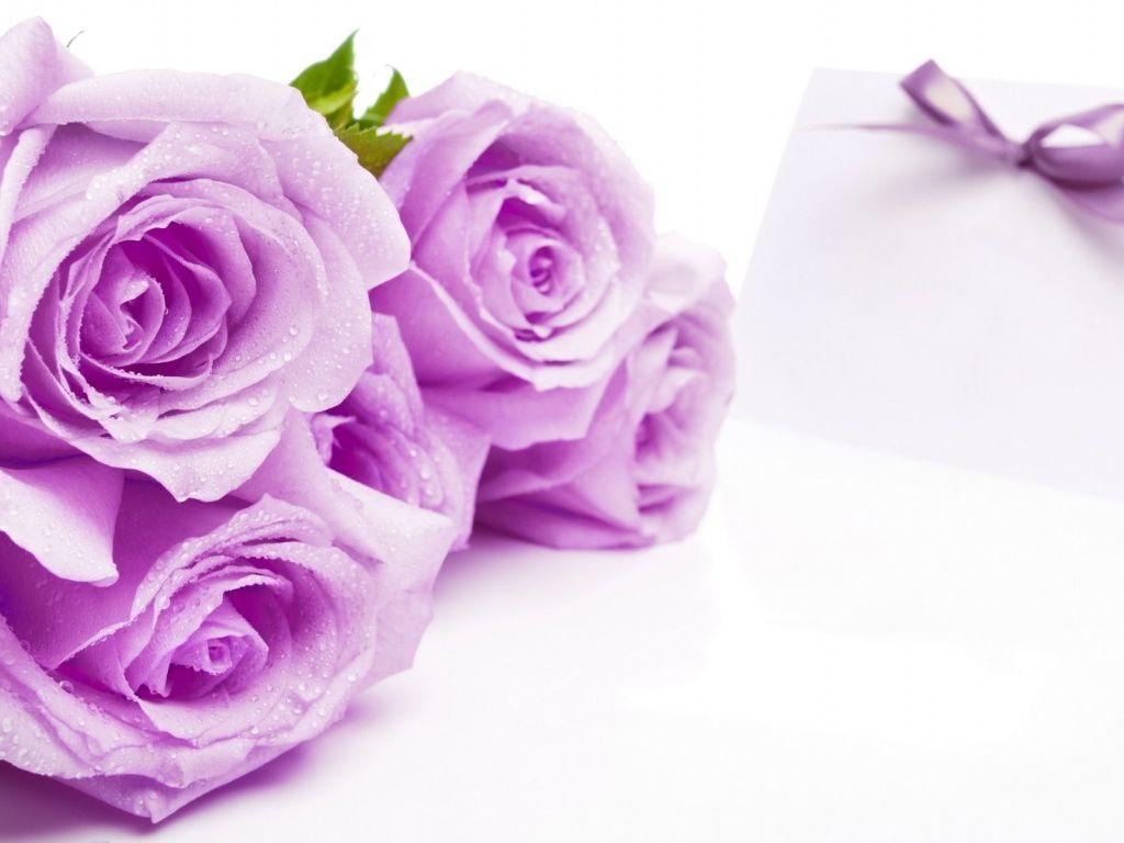 Flowers: Appealing Violet Color Roses Desktop