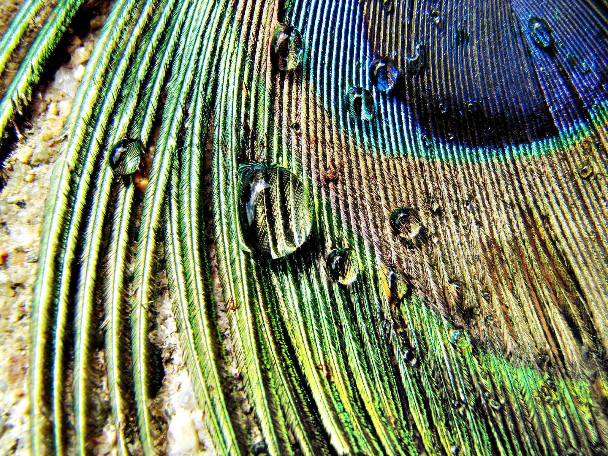 Peacock Feather Macro Wallpaper 2560x1920 px Free Download