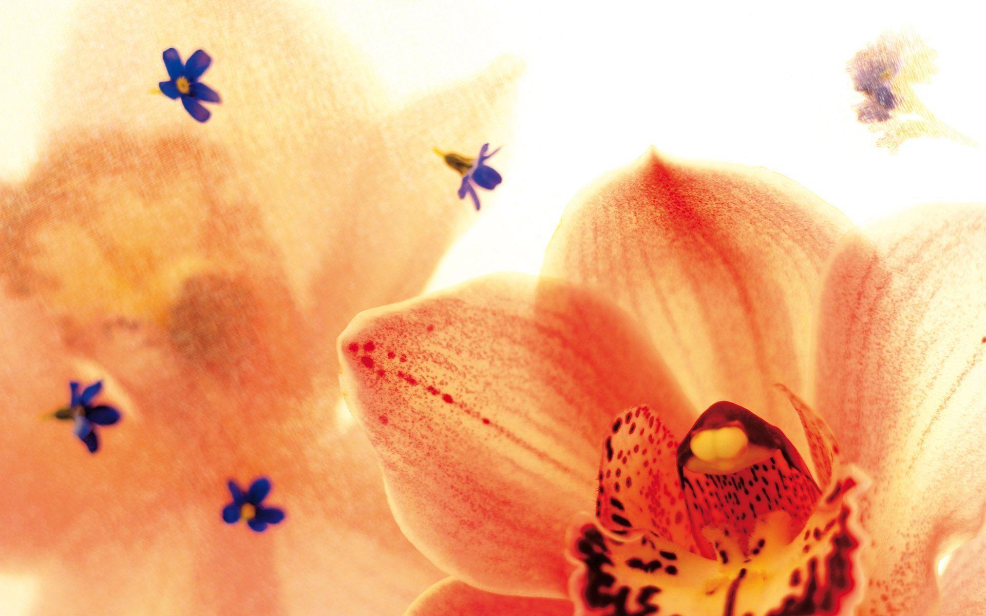 Exotic Tiger Orchids Flower HD Widescreen Wallpaper. HD