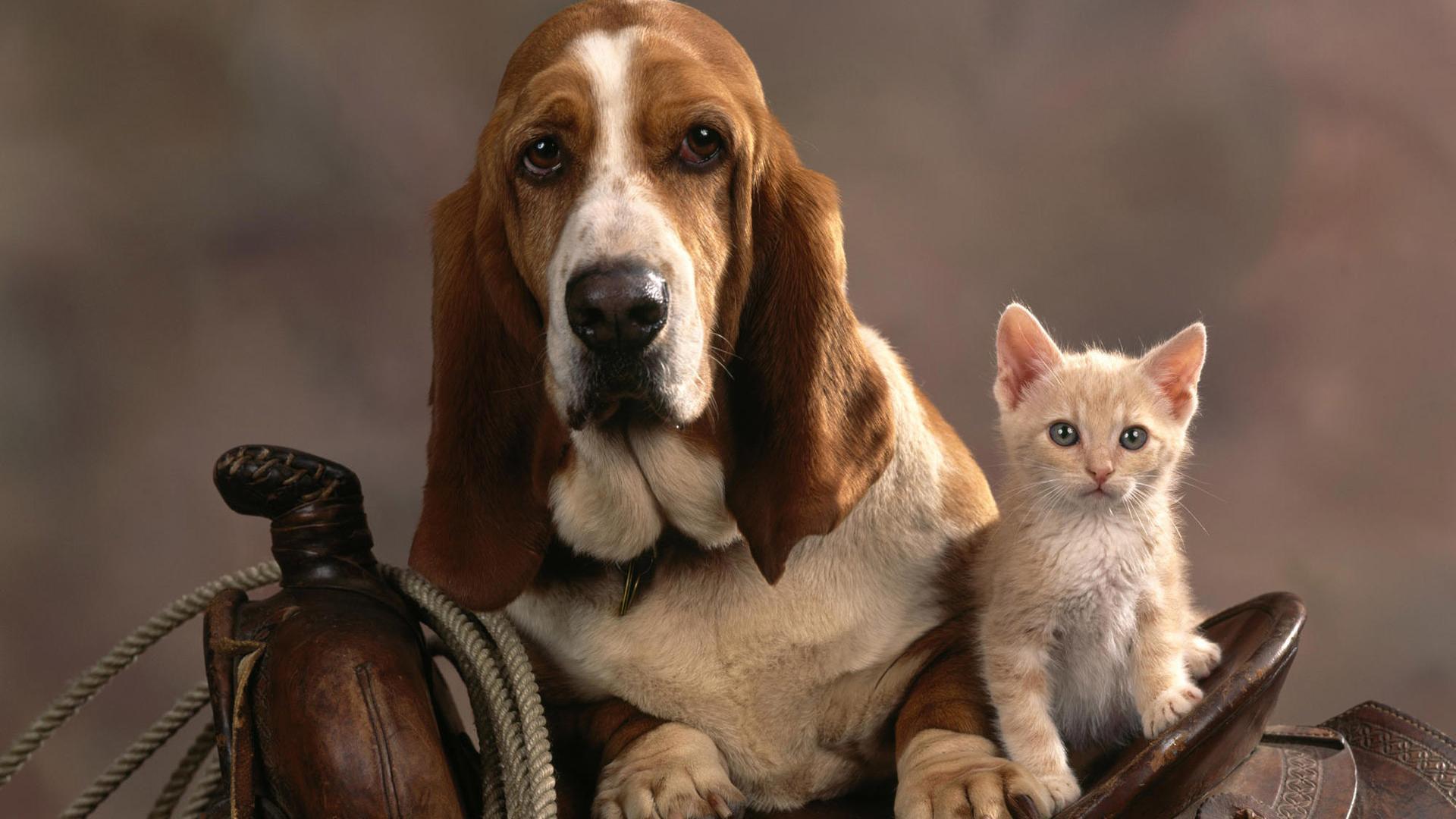 Wallpaper For > Funny Cat And Dog Wallpaper