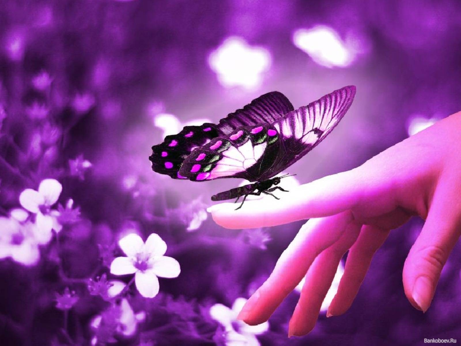 purple and little pink butterfly with purple background