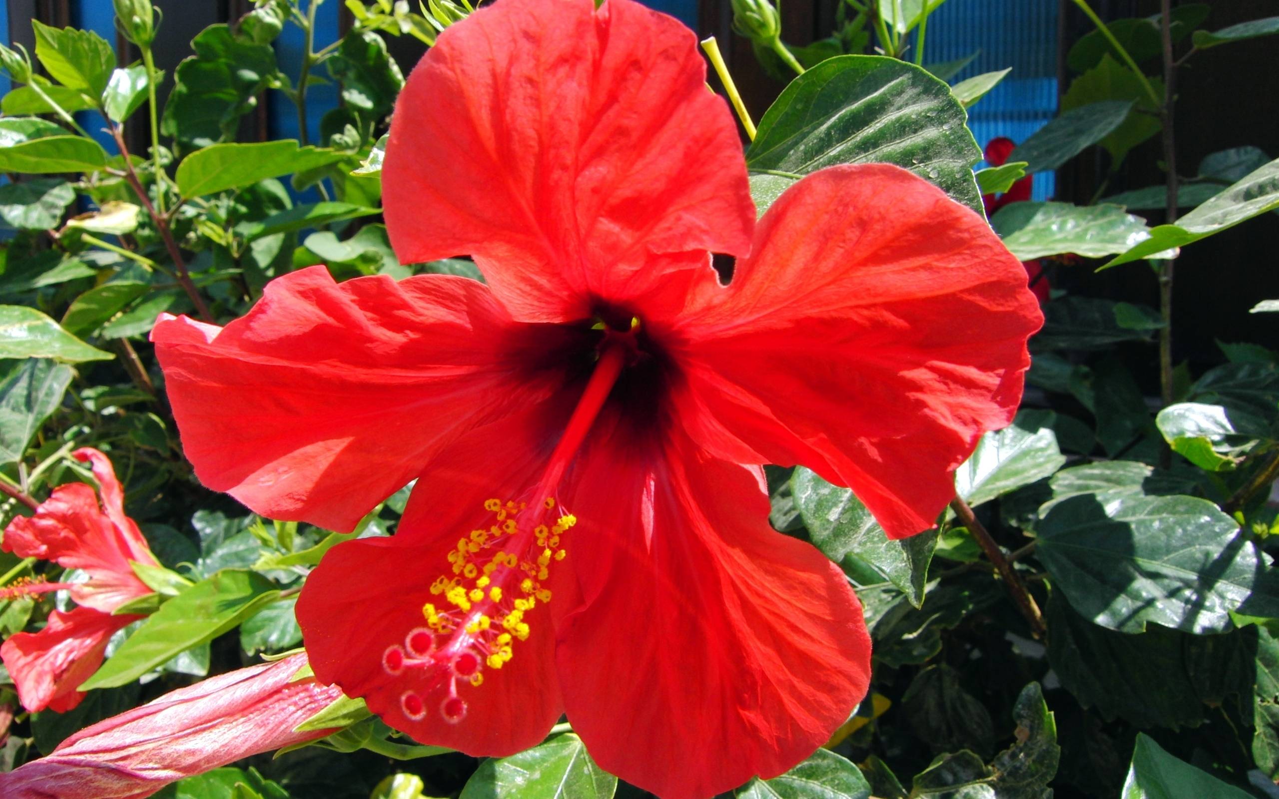 Pin Red Hibiscus Flower Also Known As Rosemallow Or Rosa
