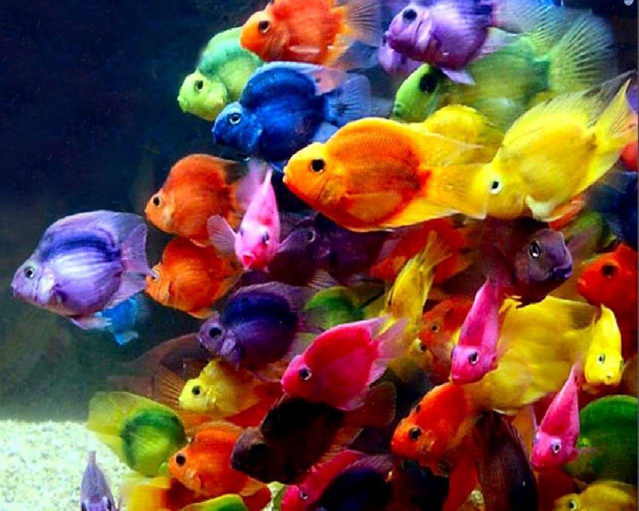 Fish Wallpaper HD Tropical Colors Colorful. Fish, Hd, Colors