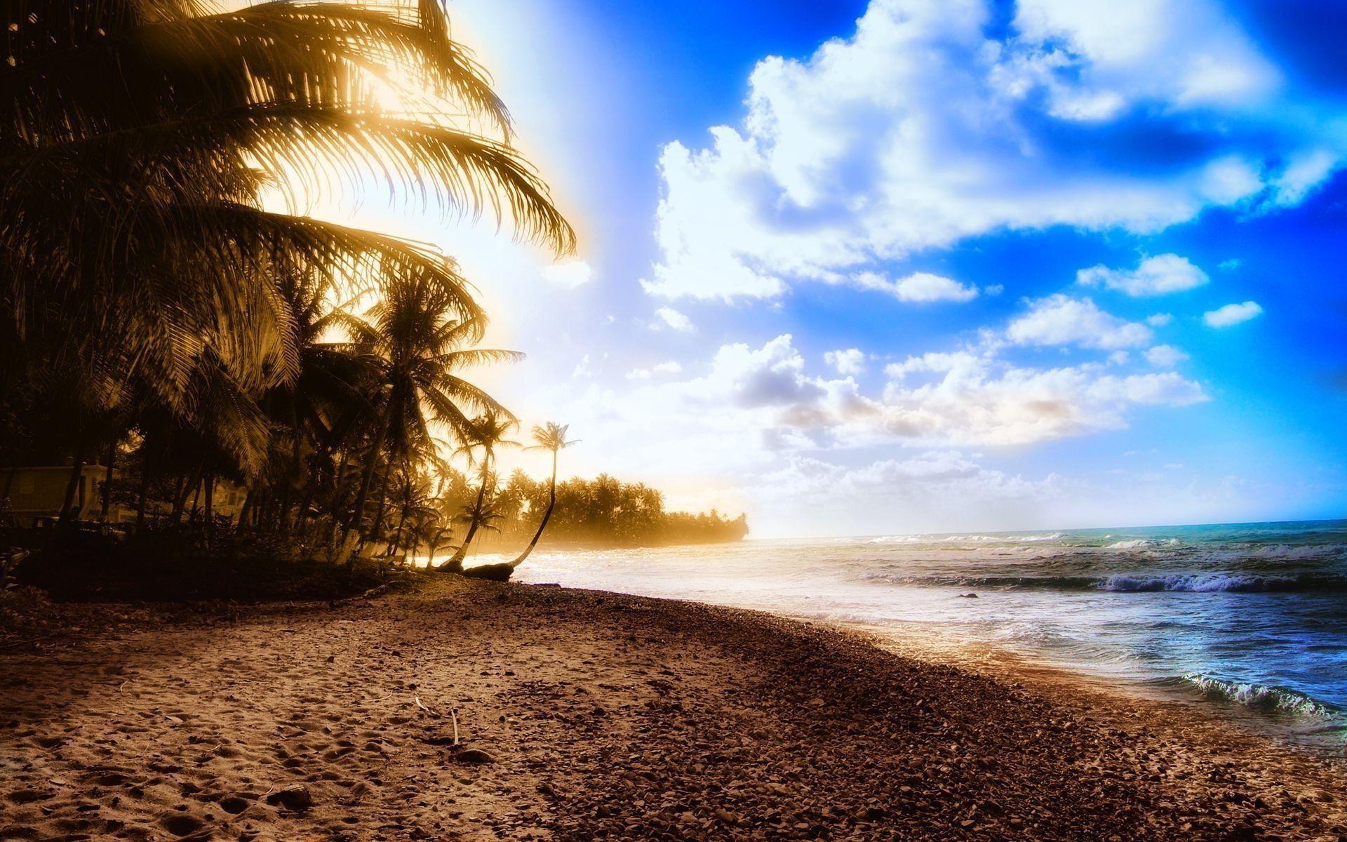 Beach summer palms Wallpaper