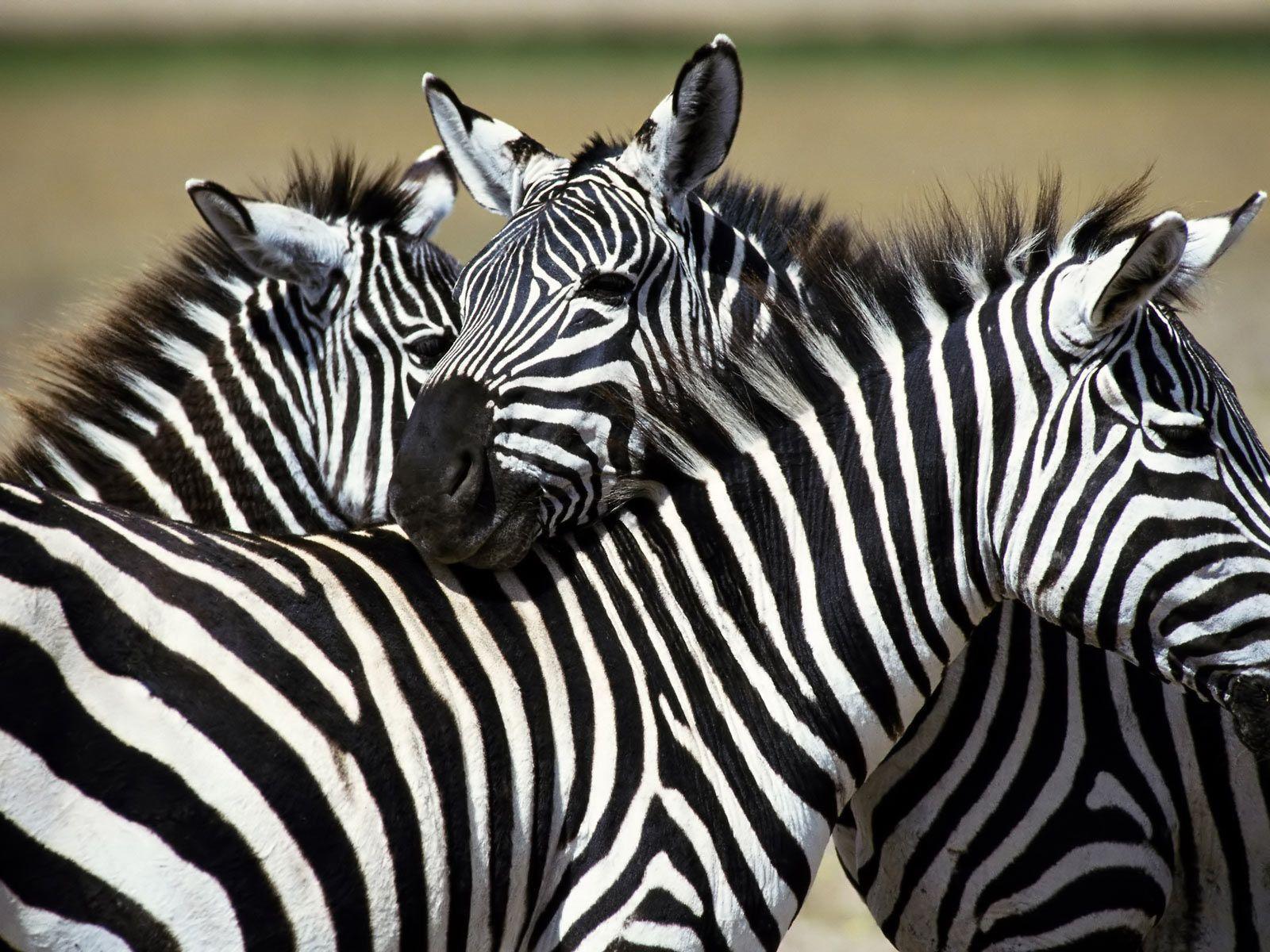 Zebra Desktop Wallpaper. Zebra Image Free