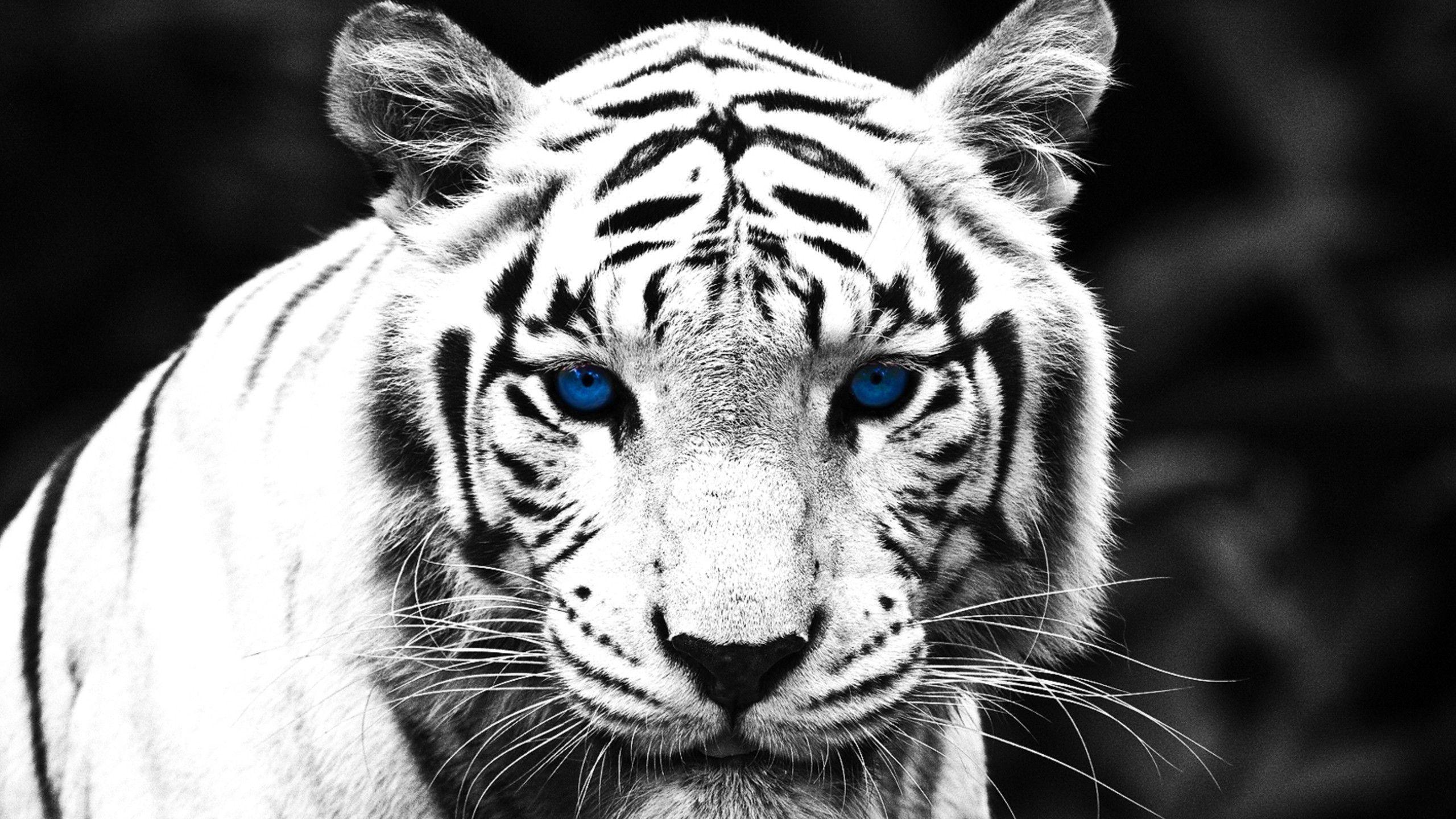 Blue Eyed White Tiger Wallpaper
