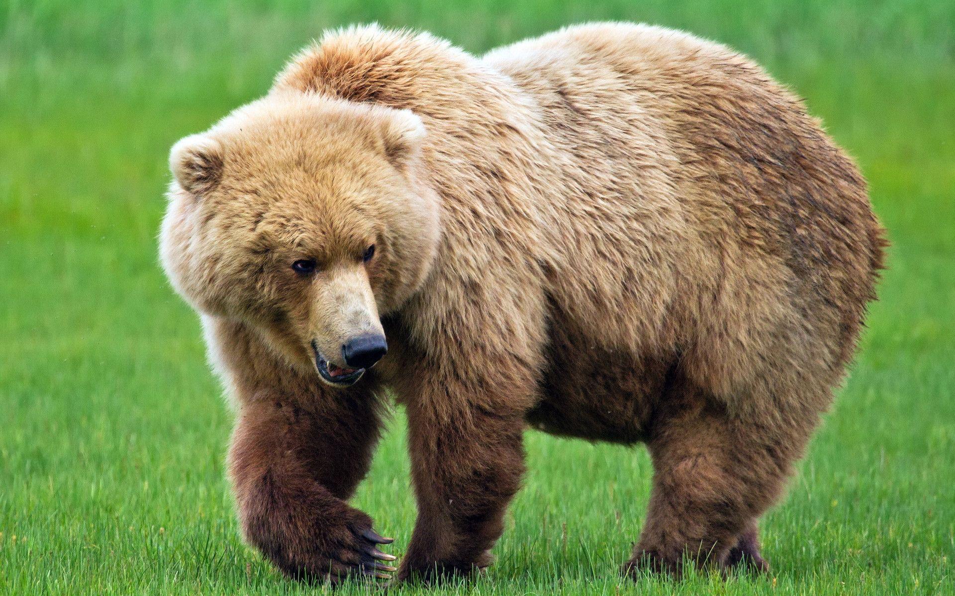 Brown Bear Wallpapers Wallpaper Cave Brown Bear Wallpapers Wallpaper Cave