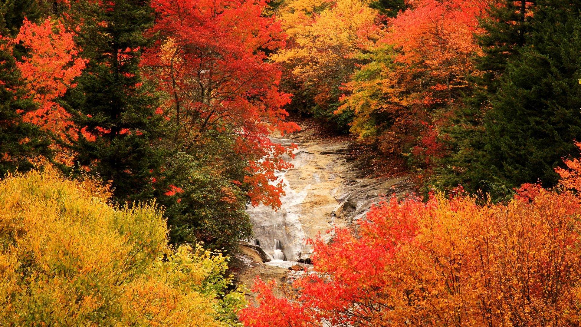 Beautiful Fall Forest HD Wallpaper