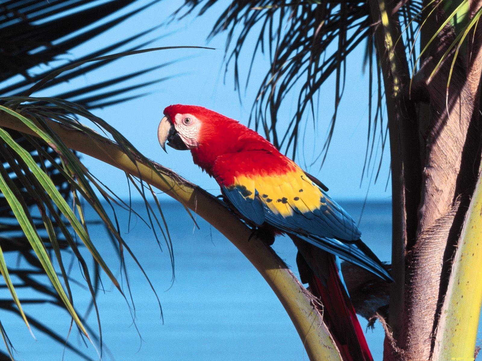 Scarlet macaw parrot in palm trees free desktop background