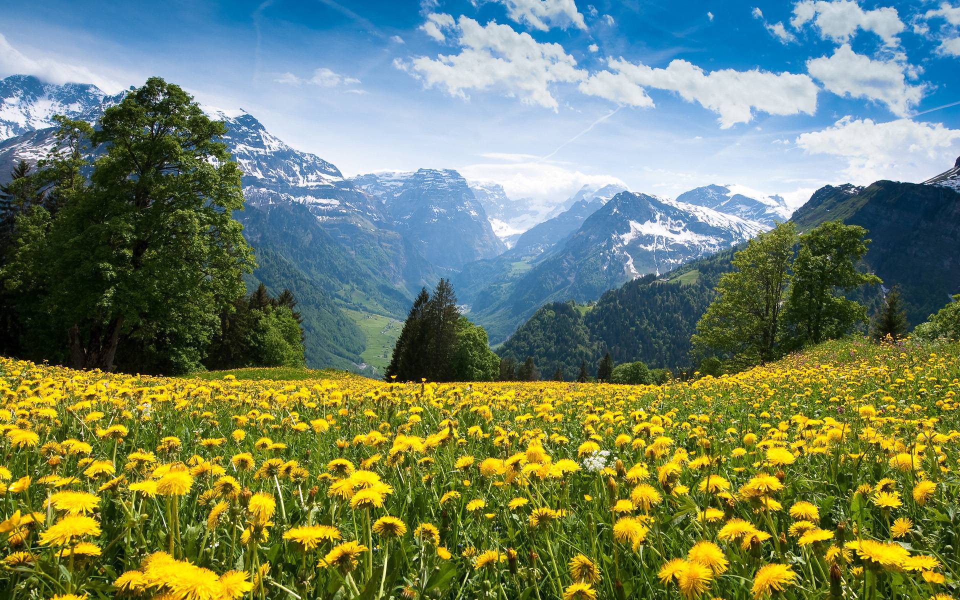 Scene 2014 of Alps Mountain See Both Summer / Wallpaper Summer