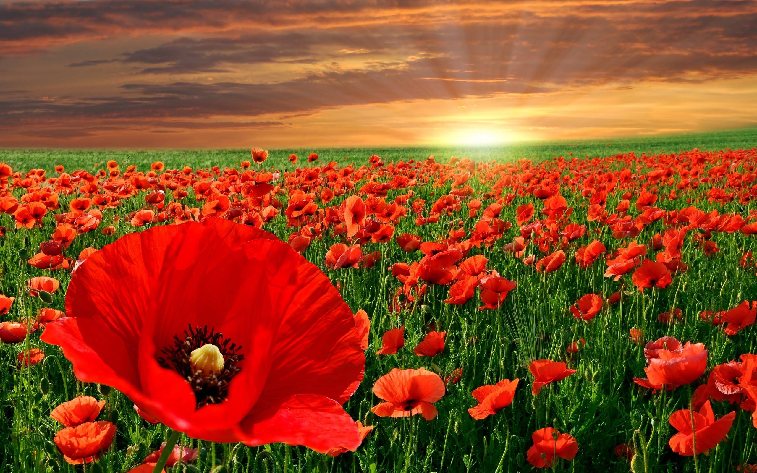 Flowers, Charming Image Flowers HD Hits Wallpaper Poppy Red
