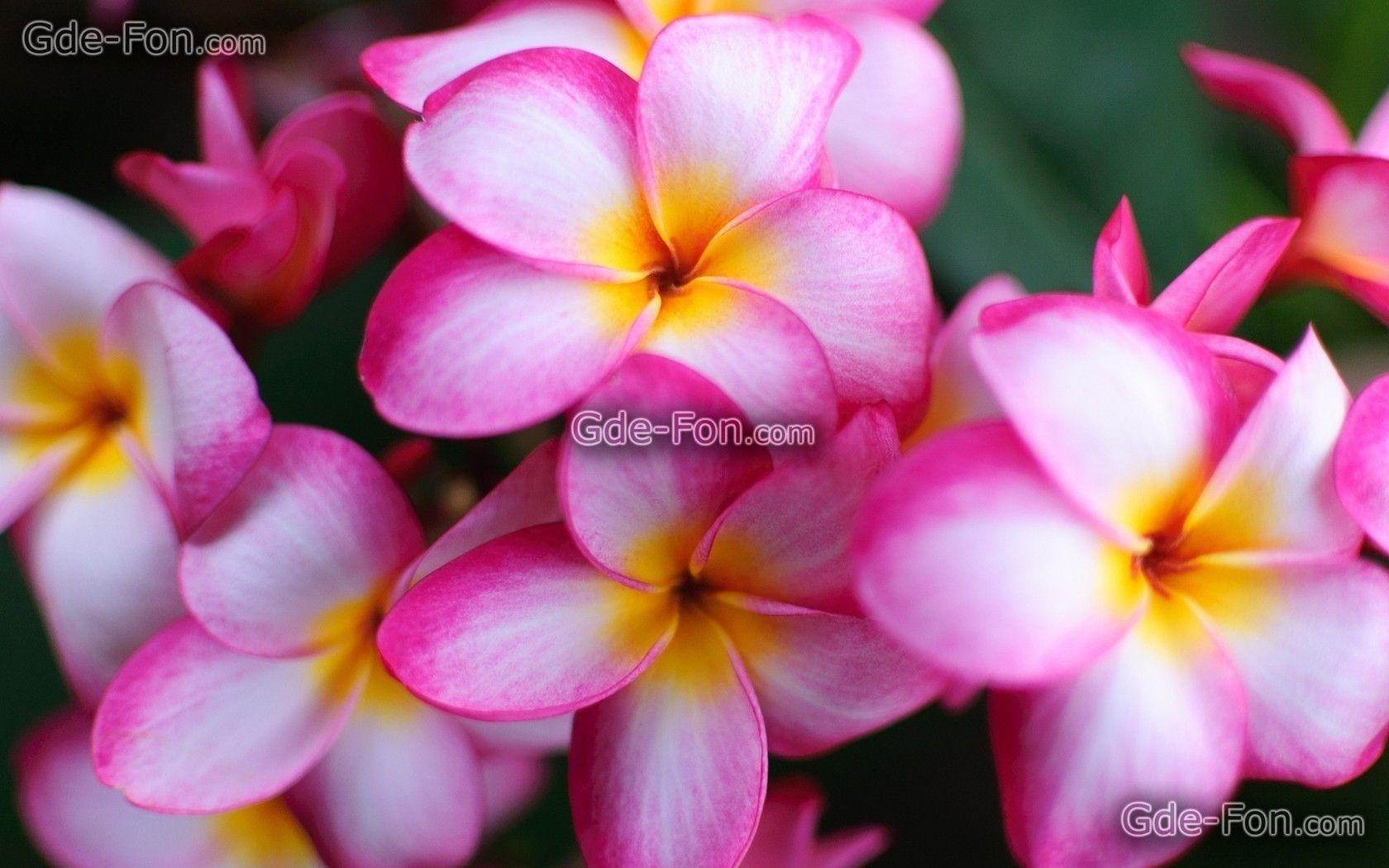 Download wallpaper Flowers, beauty, exotics, frangipani free