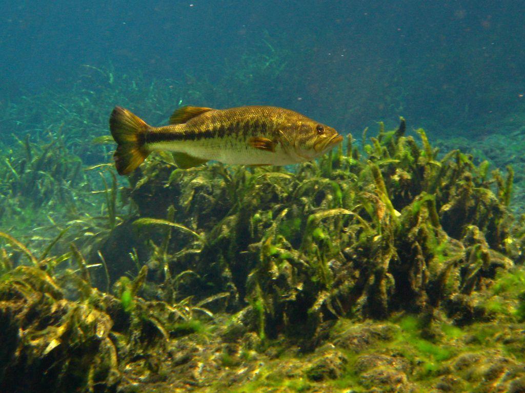 Largemouth Bass Wallpapers Wallpaper Cave HD Wallpapers Download Free Images Wallpaper [wallpaper981.blogspot.com]