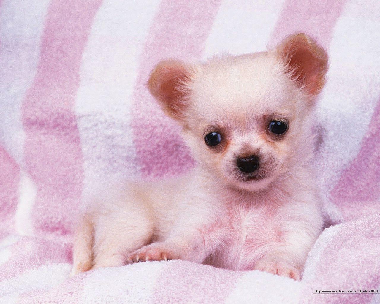 Cute Puppy Wallpaper and Background