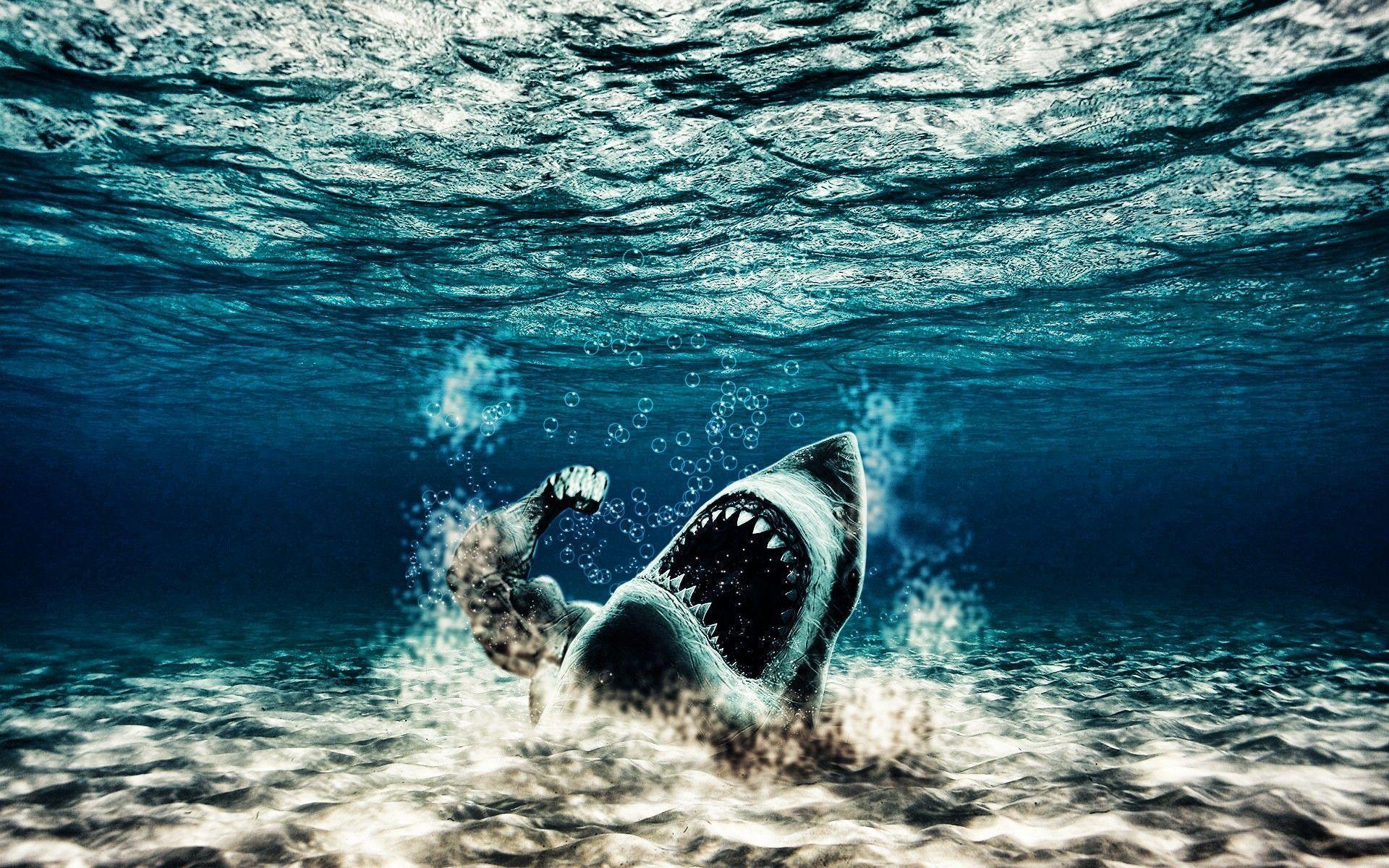 Underwater Wallpaper iPhone Mobiles Shark Wallpaper. Cool