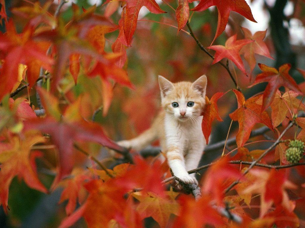 紅葉とネコ スマホの待ち受け画面やpcの壁紙に使える秋の無料画像 Naver まとめ