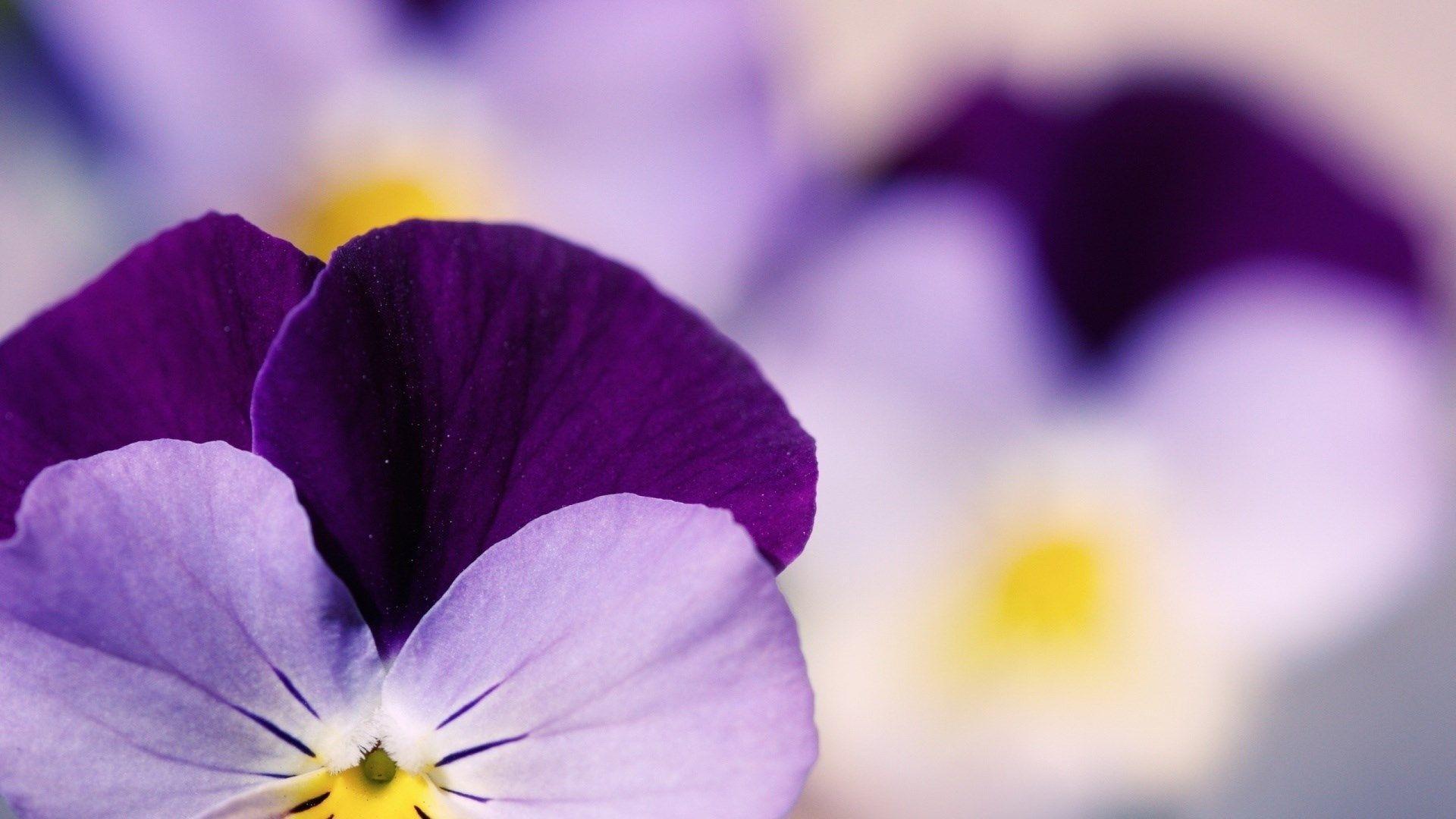 Viola Tricolor Pansy Flower Bokeh Focus HD Wallpaper