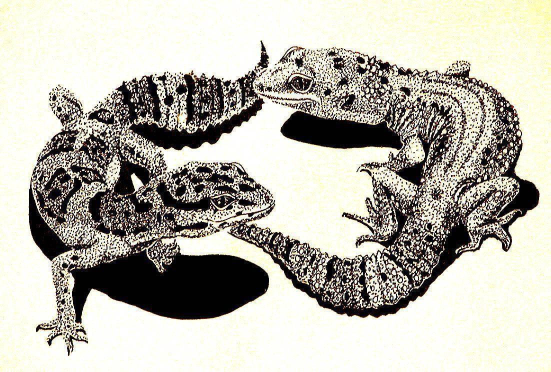 Two Leopard Geckos
