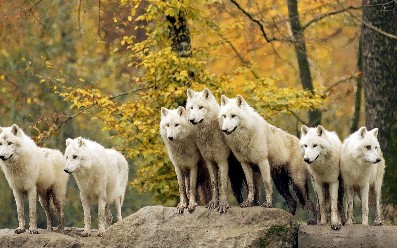 Gallery For > Wolf Pack Wallpaper HD