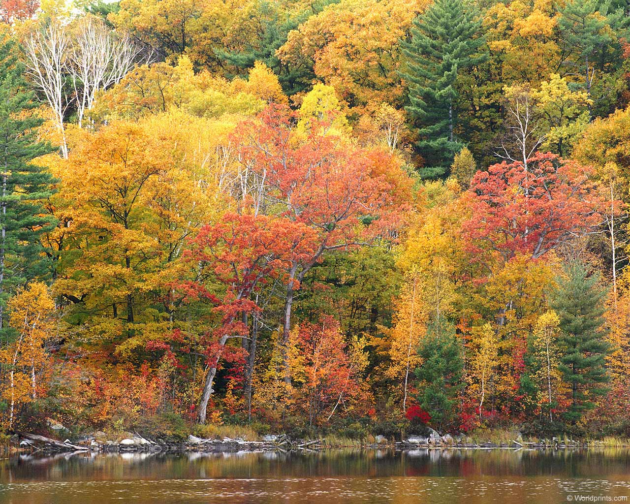 fall foliage desktop wallpaper. Best HD Wallpaper