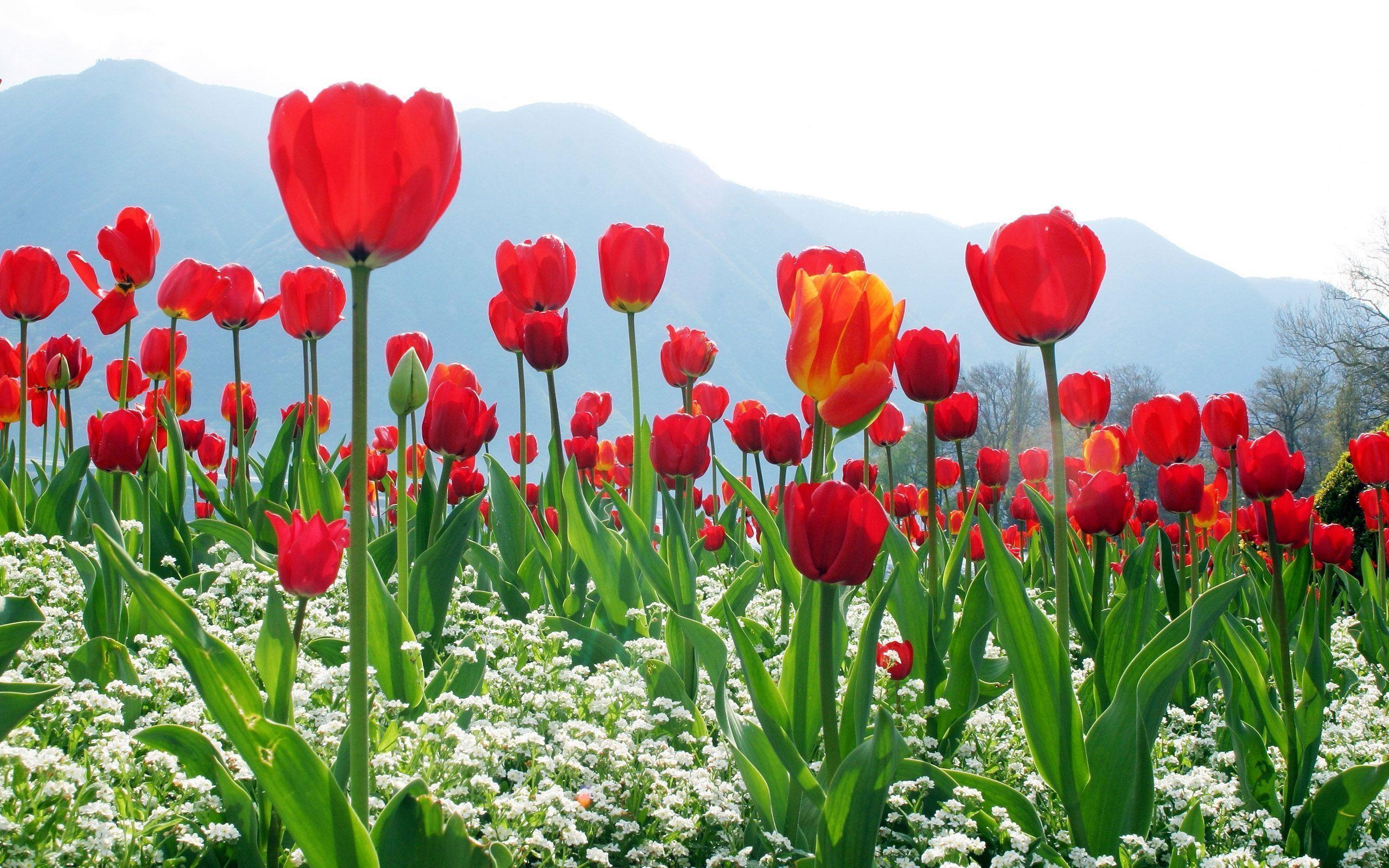 Red Tulip Flowers Field Wallpaper and