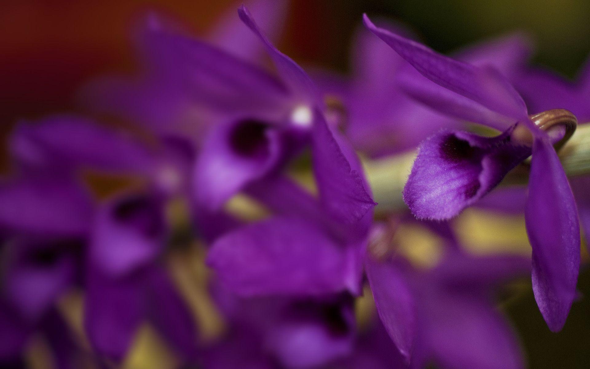 Purple Orchid HD wallpaper « HD Wallpaper