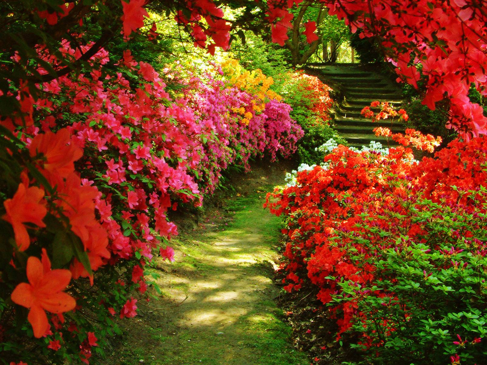 image For > Beautiful Flower Garden Background