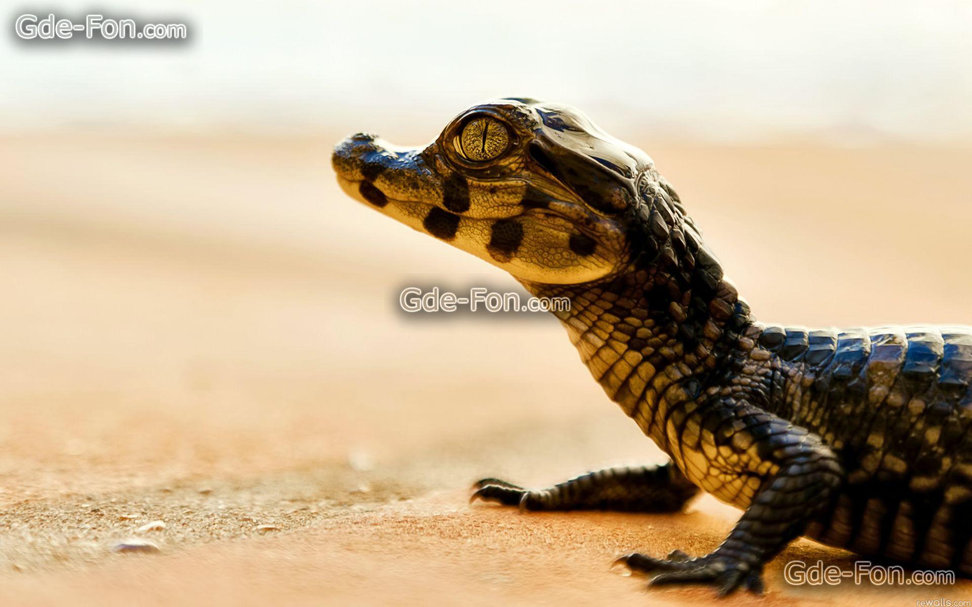 Download wallpaper cayman, crocodile, reptile free desktop