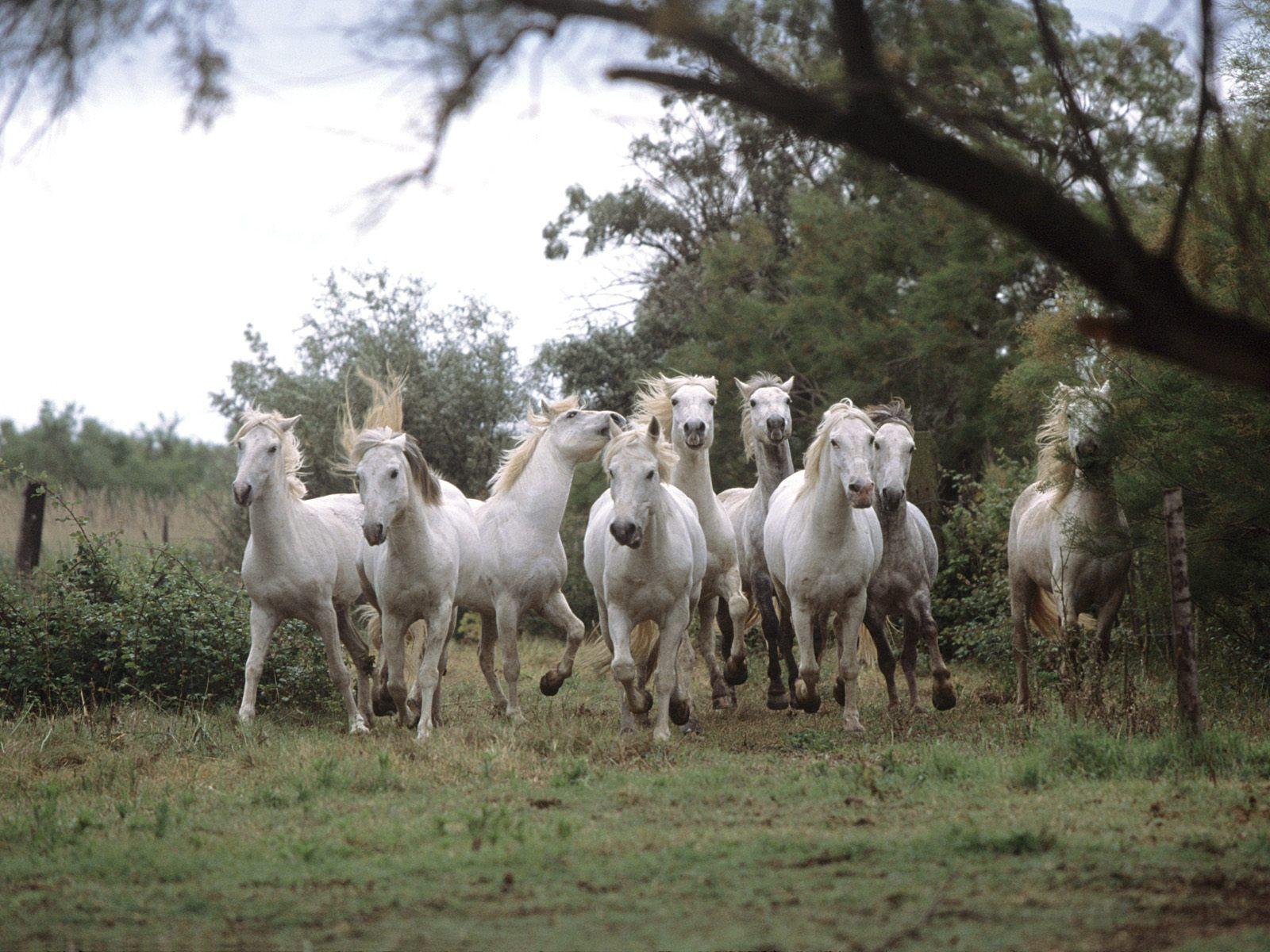 Wild And Free Camargue Horses Desktop Wallpaper