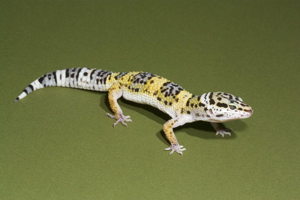 Leopard gecko stock