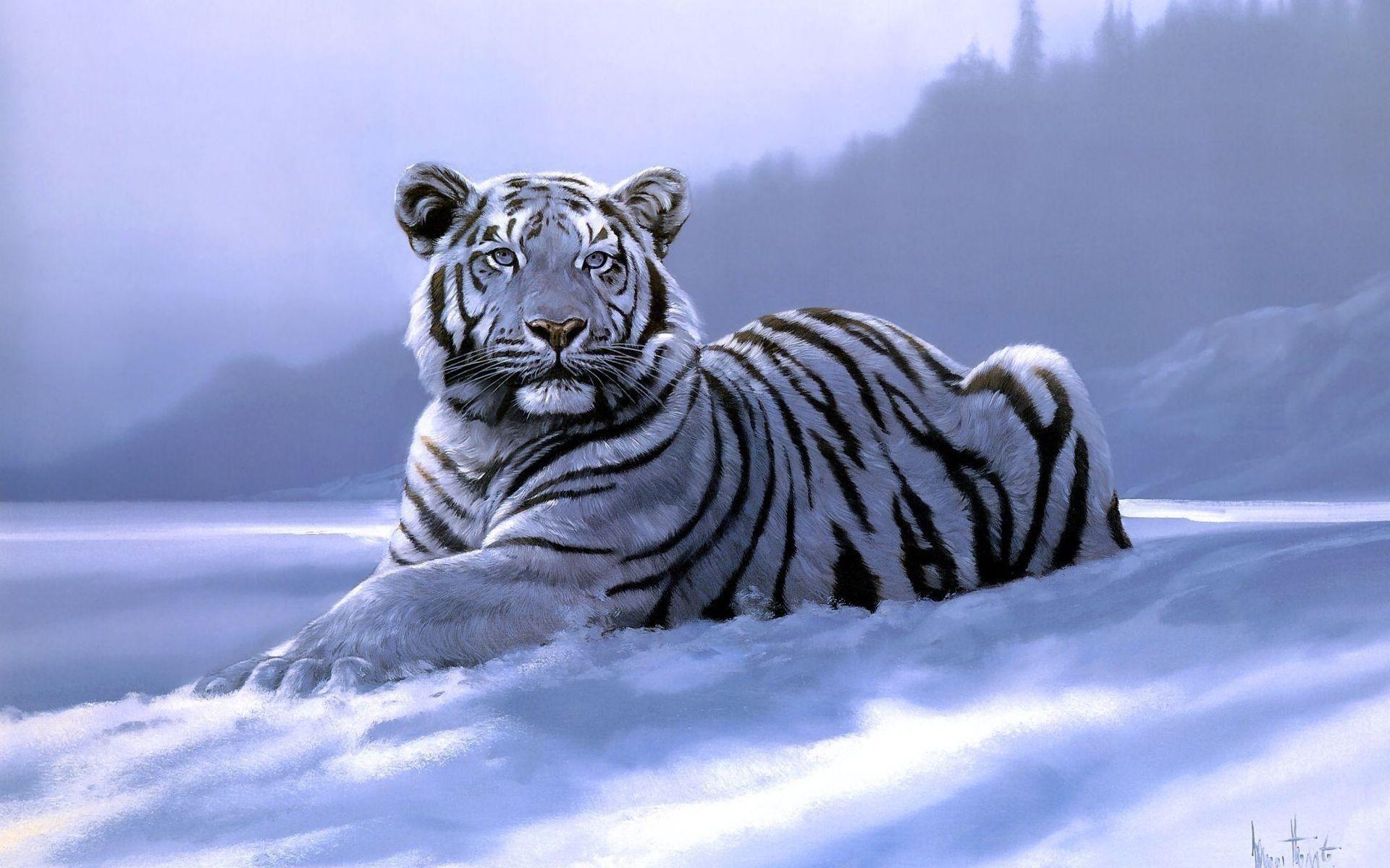 White Tiger Wallpaper Free Download