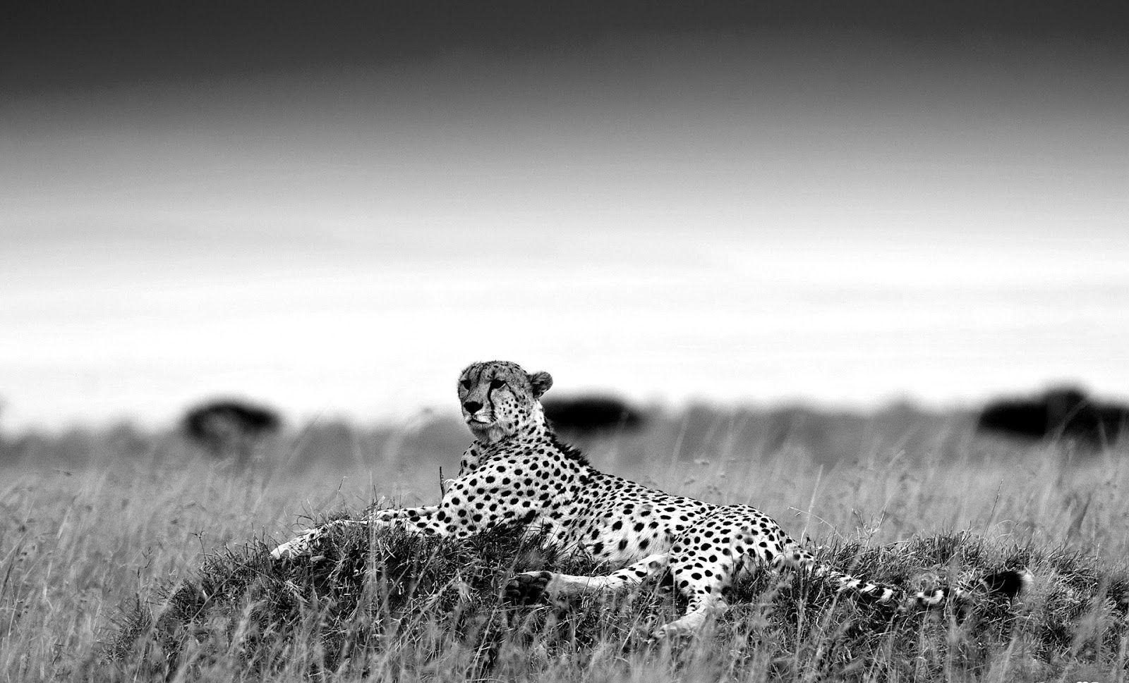 Blogs Photography: Cheetah Black and white wallpaper