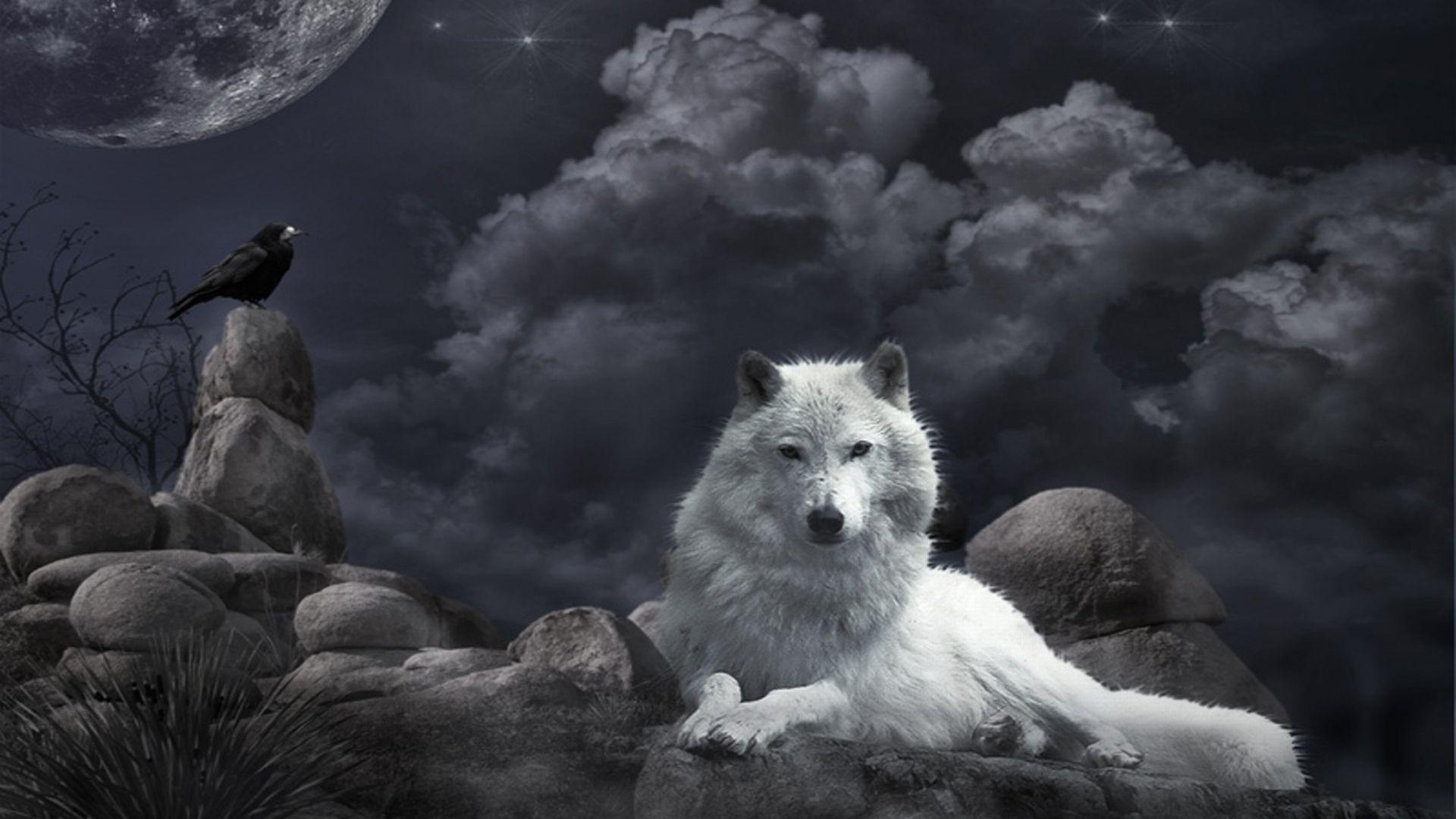 Download Animal Wolf Wallpaper 1920x1080