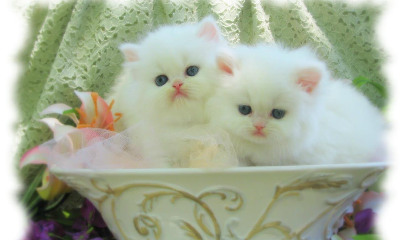 Beautiful Couple White Cat Wallpaper. Hdwidescreens