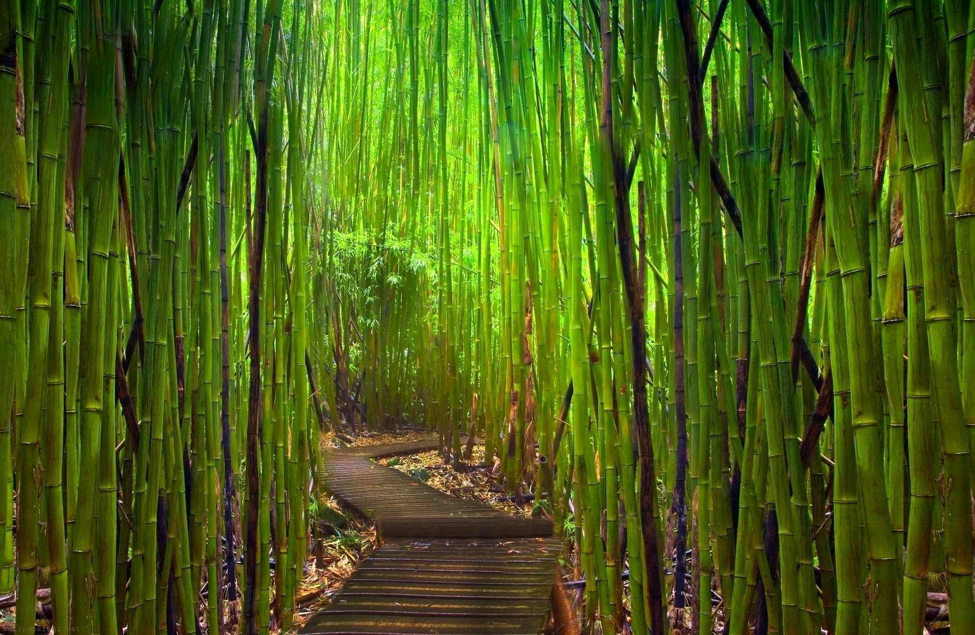 Bamboo Forest Japan wallpaper